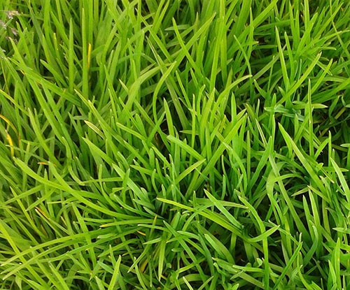 RTF Tall Fescue Grass Turf Lawn Melbourne & Tasmania | StrathAyr