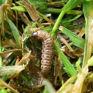 Army-Worm-Fixed