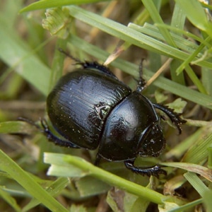 Black-Beetle-Fixed