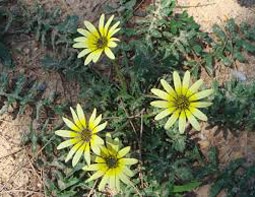 Cape-Weed-Fixed