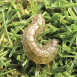 Cut-Worm-Fixed