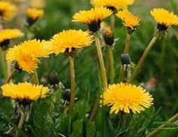 Dandelion-Fixed