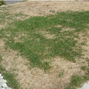 Lawn-Mite-Fixed