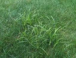 Nut-Grass-Fixed