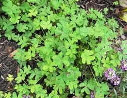 Oxalis-Fixed