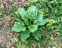Plantain-Fixed