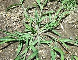 Summer-Grass-Fixed