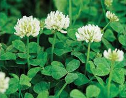 White-Clover-Fixed