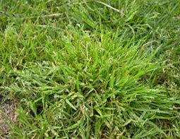 Winter-Grass-Fixed
