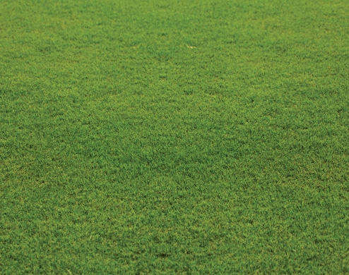 Sir Grange Zoysia