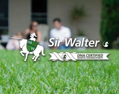 Sir Walter